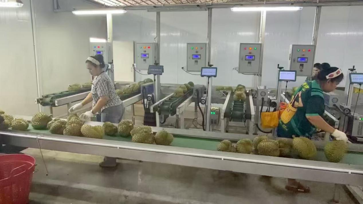 1784181903010014258 一颗榴莲的“跨国之旅”:藏在“榴莲自由”背后的中国Z6尊龙力量